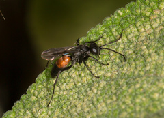 Arachnospila