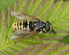 Temnostoma alternans