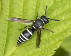 Euodynerus leucomelas