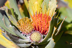 Leucospermum mundii
