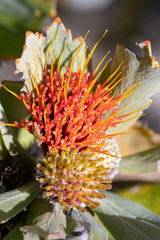 Leucospermum mundii
