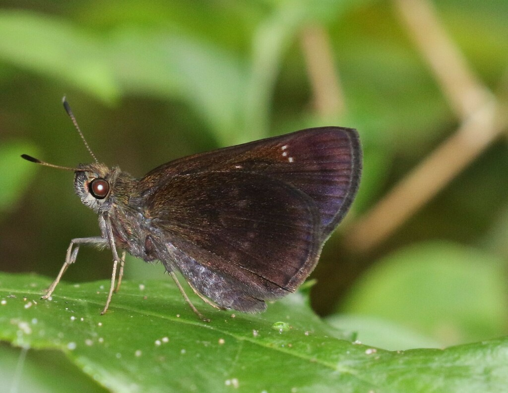 Lesser-horned Swift