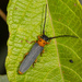 Oberea oculata - Photo (c) raedwulf68, algunos derechos reservados (CC BY-NC), uploaded by raedwulf68