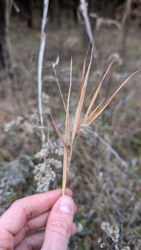 Image of Anatherum gyrans by (c) Peyton Phelps, some rights reserved (CC BY)