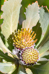 Leucospermum mundii