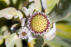 Leucospermum mundii