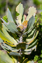 Leucospermum mundii