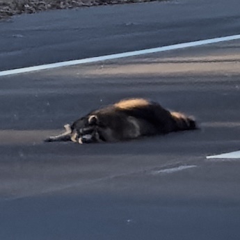 Common Raccoon photographed in Kentucky