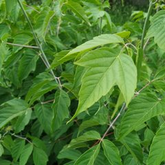 Acer negundo