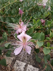 Capparis orientalis