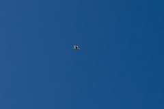 Libelloides macaronius