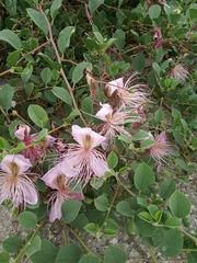 Capparis orientalis