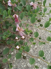 Capparis orientalis