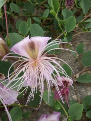 Capparis orientalis