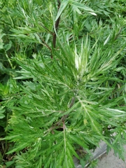 Artemisia vulgaris