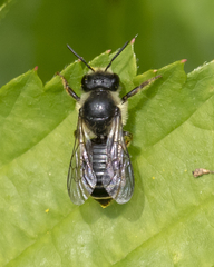 Megachile relativa