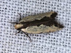 Ardozyga catarrhacta