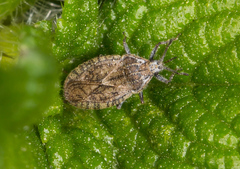 Tingis pilosa