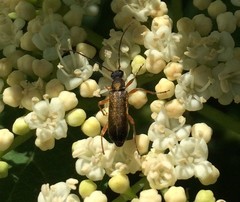Grammoptera ustulata