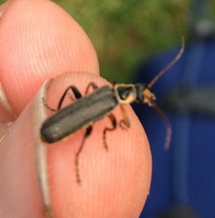 Cantharis nigricans