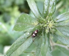 Closterotomus biclavatus