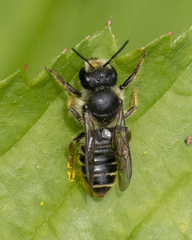 Megachile relativa