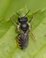 Megachile relativa