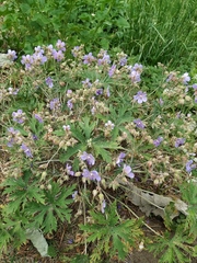 Geranium pratense
