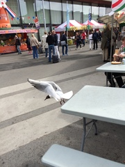 Chroicocephalus ridibundus