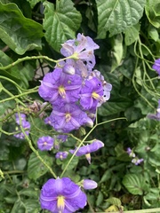 Solanum wendlandii, photograph (c) Florencia Grattarola, some rights reserved (CC BY)