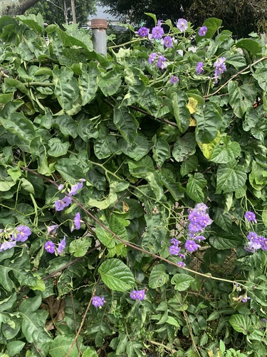 Image of Solanum wendlandii by (c) Florencia Grattarola, some rights reserved (CC BY)