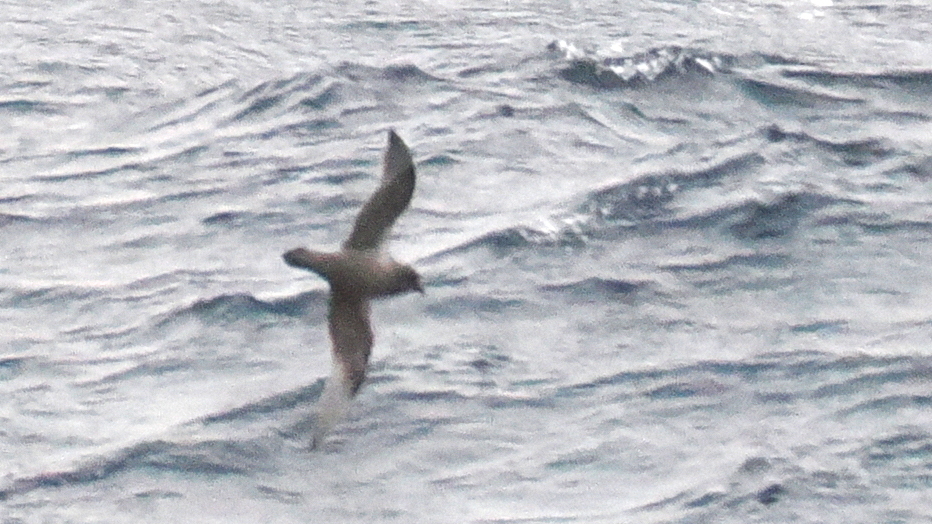Kerguelen Petrel (Aphrodroma brevirostris), photo 1