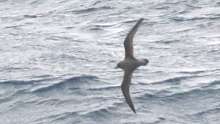Kerguelen Petrel (Aphrodroma brevirostris), photo 2