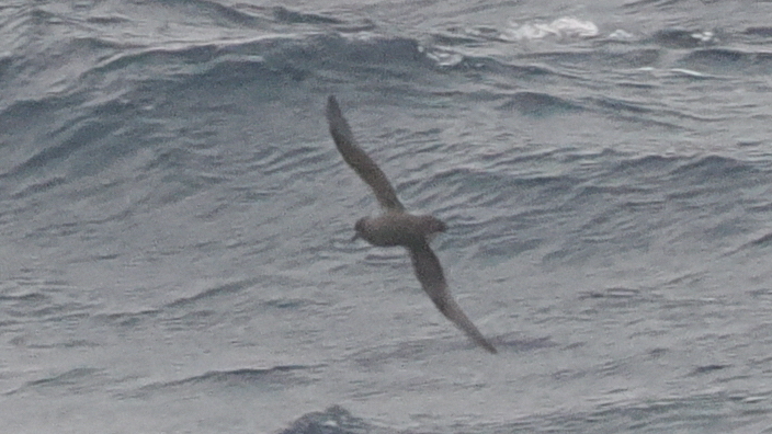 Kerguelen Petrel (Aphrodroma brevirostris), photo 3