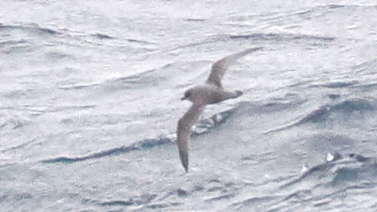 Kerguelen Petrel (Aphrodroma brevirostris), photo 4