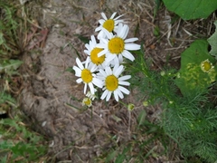 Tripleurospermum inodorum