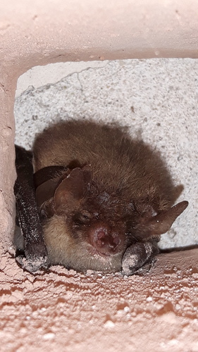 Brown Long-eared Bat, Herewegwijk en Helpman, Groningen, Nederland, photo 8 of 10