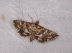 Sameodes iolealis