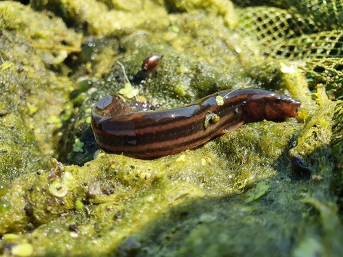 European Weatherfish, Nijelamer, Nederland, photo 8 of 10