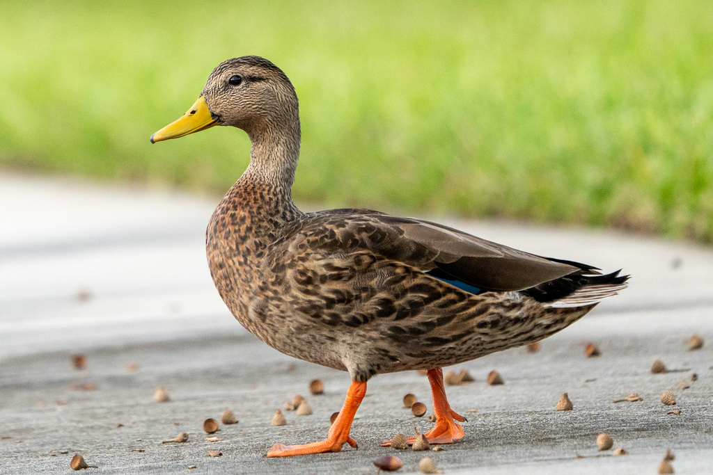 Mallard × Mottled Duck