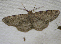 Melanolophia signataria