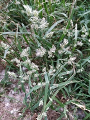 Dactylis glomerata