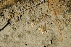 Prangos trifida