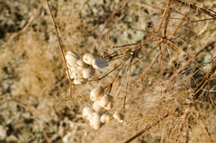Prangos trifida