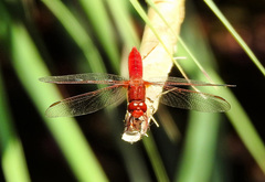 Crocothemis erythraea
