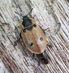 Dendroxena quadrimaculata