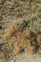 Prangos trifida