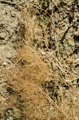 Prangos trifida