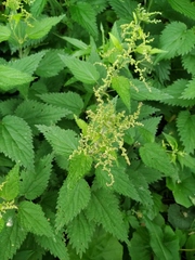 Urtica dioica