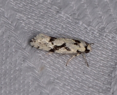 Lichenaula calligrapha